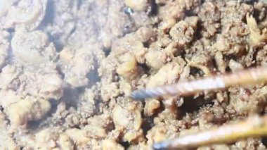 Karides ezmesiyle kızartılmış et.