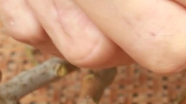 Yazın hasat zamanı