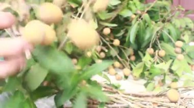 Yazın hasat zamanı