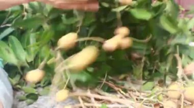 Yazın hasat zamanı