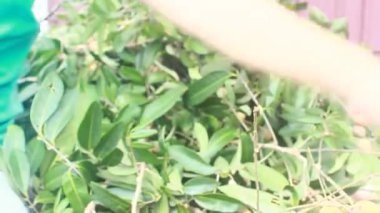 Yazın hasat zamanı