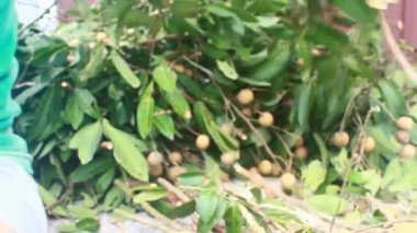 Yazın hasat zamanı