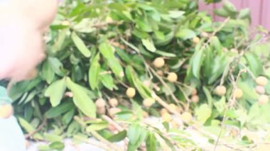 Yazın hasat zamanı