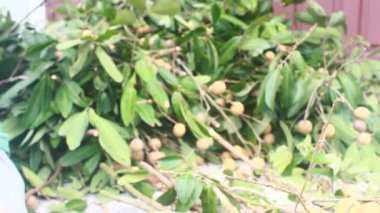 Yazın hasat zamanı