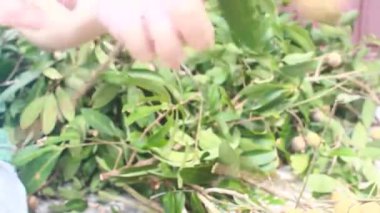 Yazın hasat zamanı