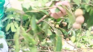 Yazın hasat zamanı