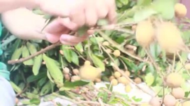 Yazın hasat zamanı