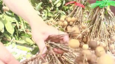 Yazın hasat zamanı