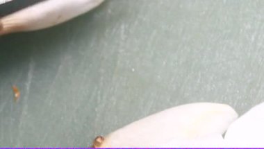 Domates soslu mantar ve soya peyniri.