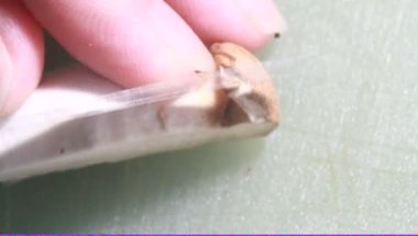 Domates soslu mantar ve soya peyniri.