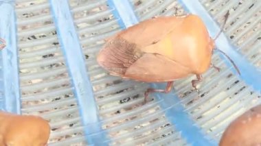 Sepetteki pis böcek.