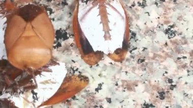 Sepetteki pis böcek.