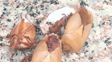 Sepetteki pis böcek.