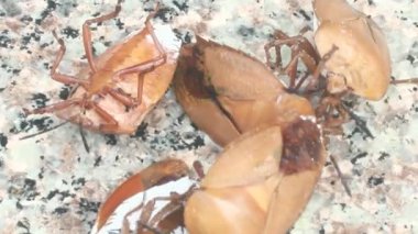 Sepetteki pis böcek.