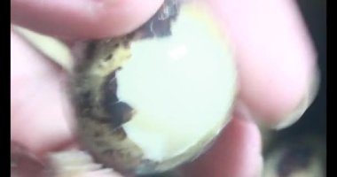 Kaynamış bıldırcın yumurtası.