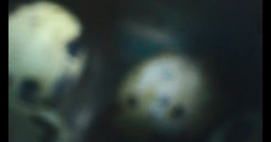 Kaynamış bıldırcın yumurtası.