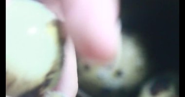 Kaynamış bıldırcın yumurtası.