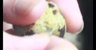 Kaynamış bıldırcın yumurtası.