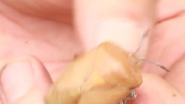 Yazın hasat zamanı