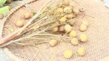 Yazın hasat zamanı