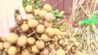 Yazın hasat zamanı