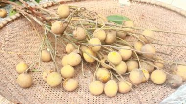 Yazın hasat zamanı