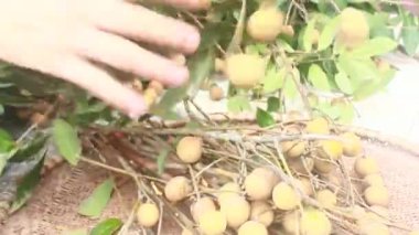 Yazın hasat zamanı