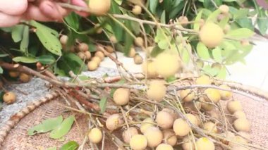 Yazın hasat zamanı