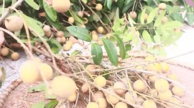 Yazın hasat zamanı