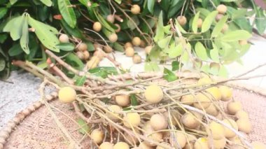 Yazın hasat zamanı