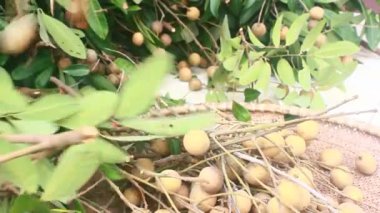 Yazın hasat zamanı