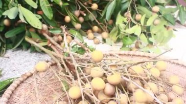 Yazın hasat zamanı