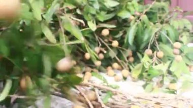 Yazın hasat zamanı