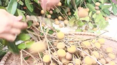 Yazın hasat zamanı