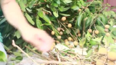 Yazın hasat zamanı