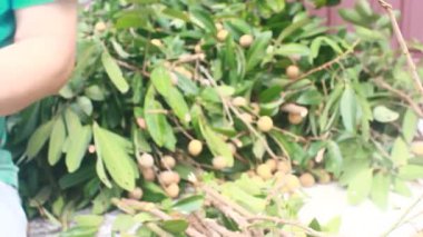 Yazın hasat zamanı