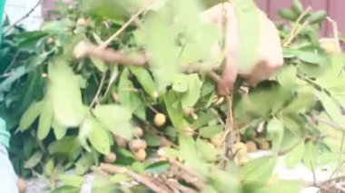 Yazın hasat zamanı