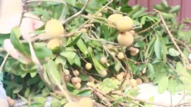 Yazın hasat zamanı