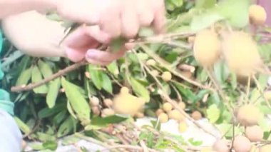 Yazın hasat zamanı