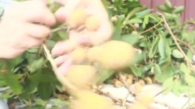 Yazın hasat zamanı