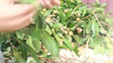 Yazın hasat zamanı