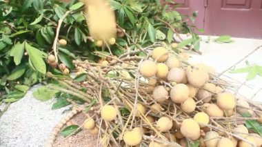 Yazın hasat zamanı