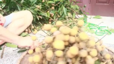 Yazın hasat zamanı