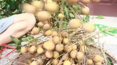 Yazın hasat zamanı