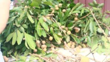 Yazın hasat zamanı