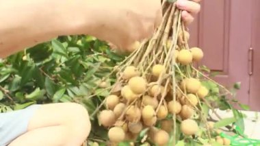 Yazın hasat zamanı