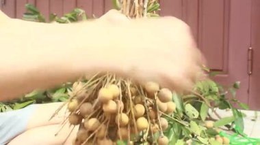 Yazın hasat zamanı