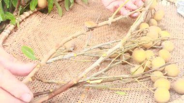 Yazın hasat zamanı