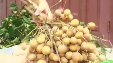 Yazın hasat zamanı