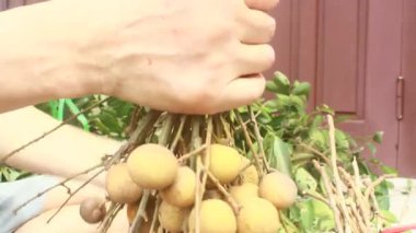 Yazın hasat zamanı